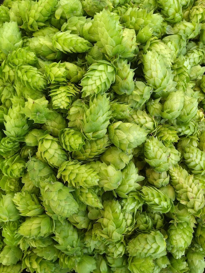 Close up of hop cones